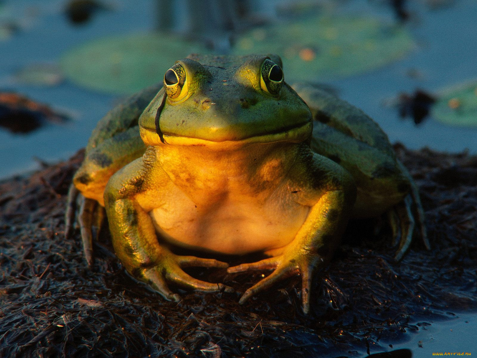 total, contentment, bullfrog, , 